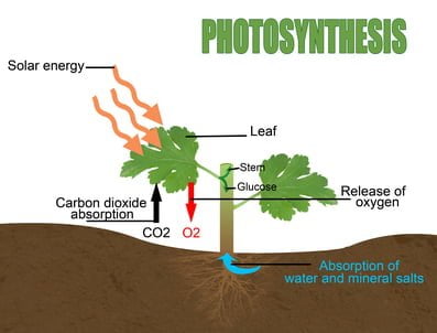 A chart of the photosynthesis reaction done by chlorophyll
