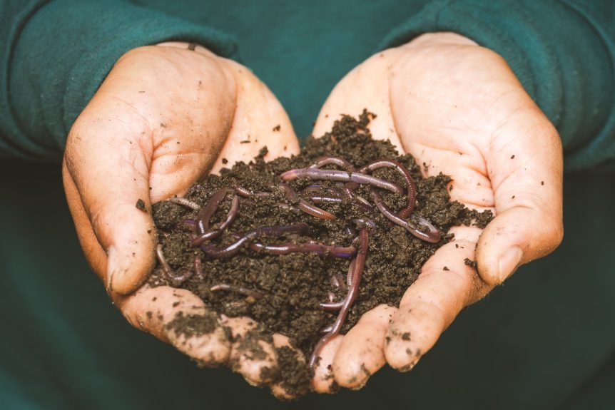 Hands holding worms to show the benefits of vermicomposting