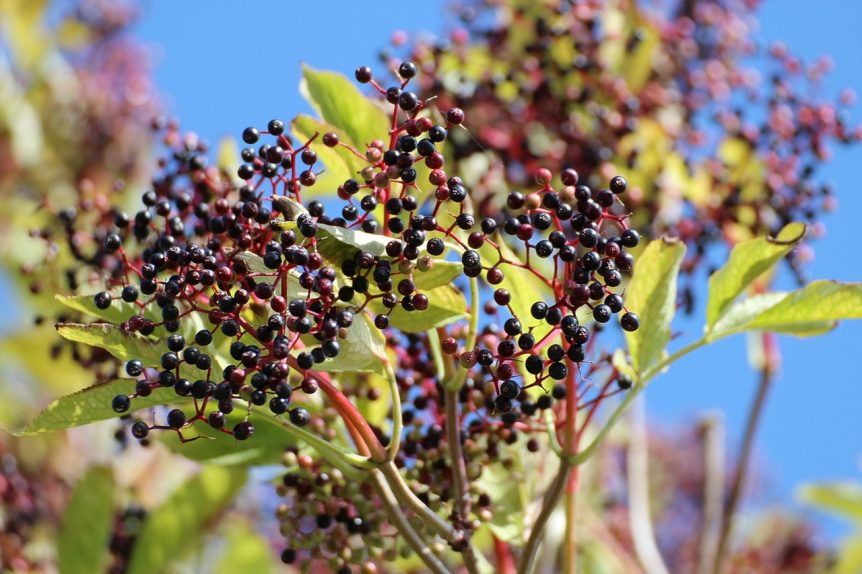 Elderberries on a bush