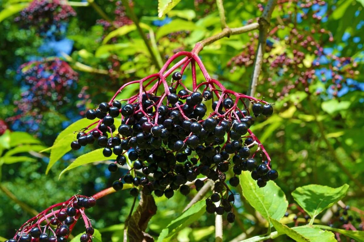 Black Elderberry