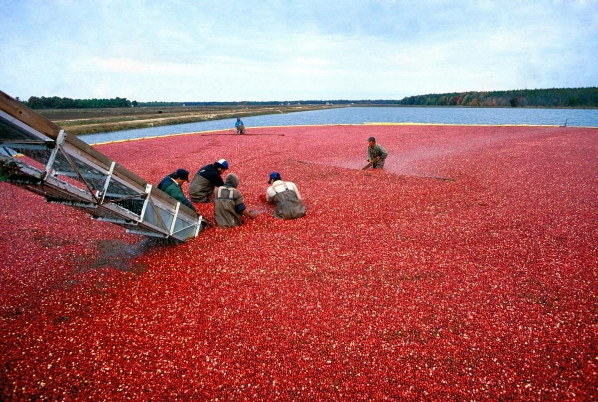 Harvesting Cranberries