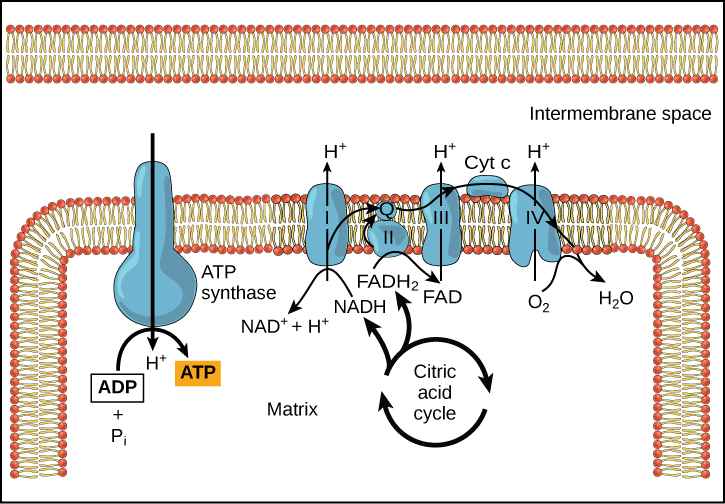 lectron Transport Chain Image