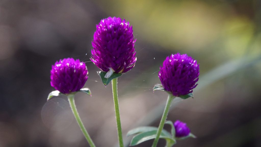 Purple amaranth buds