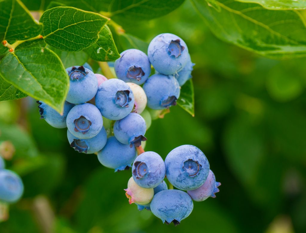 Blueberries growing on the vine