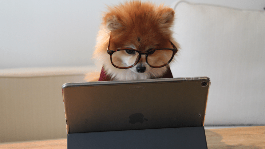 Pomeranian dog wearing glasses and studying on an ipad
