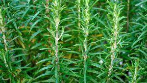 Closeup of rosemary plant growing to be harvested for essential oils