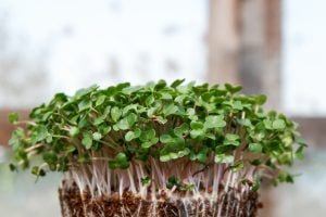 Live food sprouts