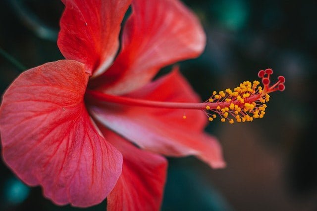 Anti-oxidant rich hibiscus flower