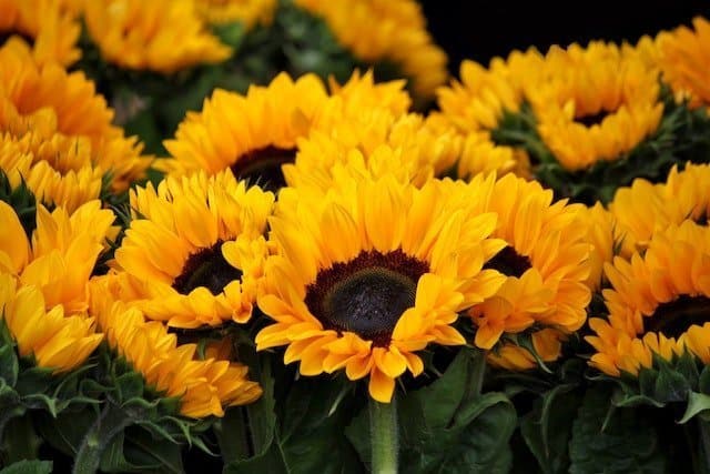 Edible Sunflower Flowers