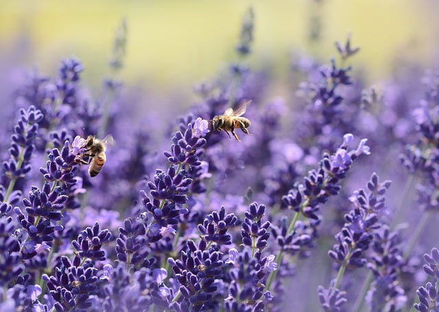 Lavender to alleviate allergies and asthma