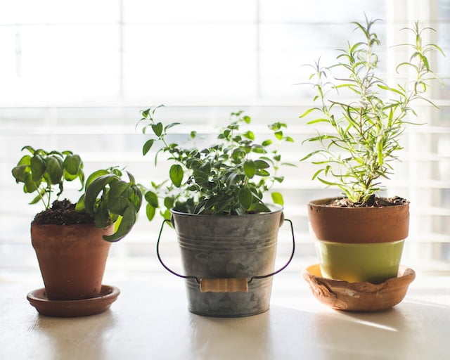 The 5 Best Herbs for Your Health to Grow Now