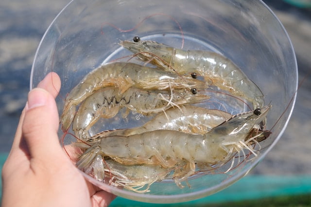 wild-caught shrimp less carbon emissions