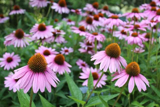 Echinacea and immune-boosting herb.