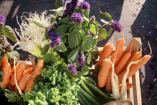 Box of fresh, vibrant vegetables at a farmer's market, showcasing seasonal, nutrient-dense foods aligned with Nutrition Therapy Institute’s whole-food philosophy.