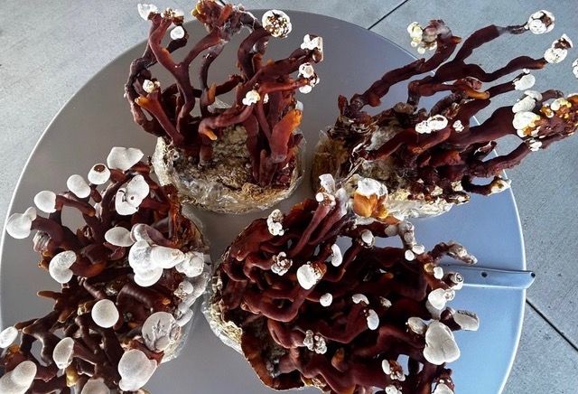 Freshly harvested organic Reishi mushrooms cultivated by NTI student for use in high-potency tinctures.