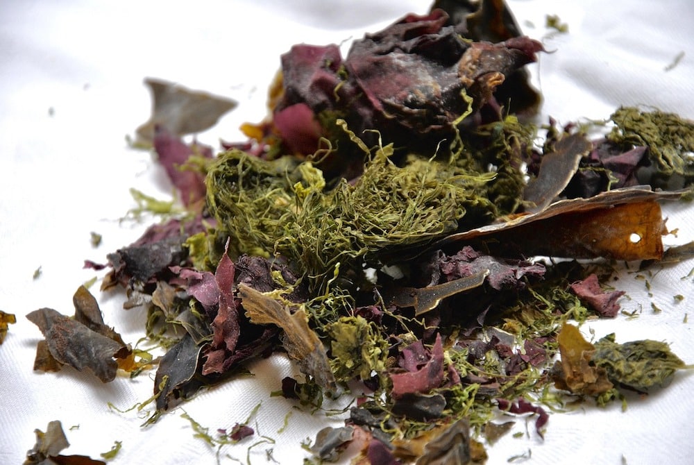 Featured image for “The Ocean is Hiding the Best Kept Nutrition Secret: Sea Vegetables”
